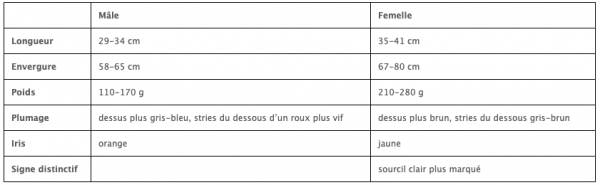 Distinction entre mâle et femelle d’Épervier d’Europe